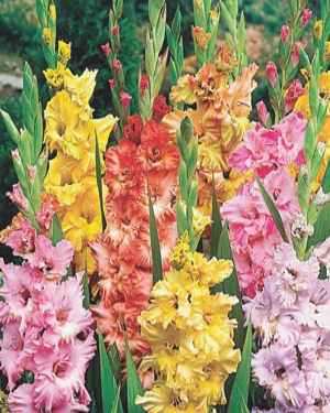 GLADIOLUS RUFFLED MIX 100 kusov